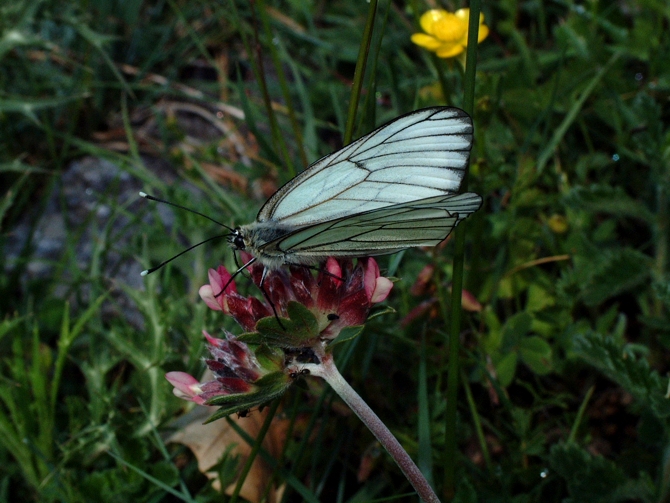 Aporia crataegi